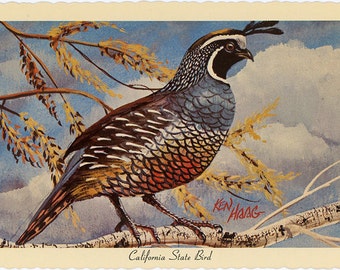 California State Bird - California Valley Quail Vintage Postcard Signed Artist Ken Haag (unused)