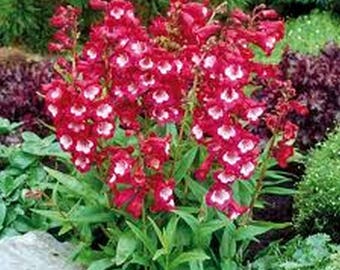 Penstemon- Scarlet Queen- 50 Seeds