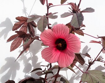Cranberry Hibiscus, Hibiscus Acetosella 1 well-rooted starter plant! (5 seedlings) Edible leaves