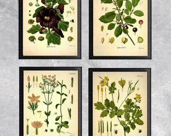 Botanical Poster Etsy