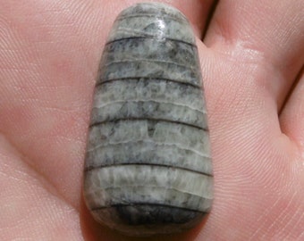 Brachiopod Fossil Cabochon (35X19X6.5)