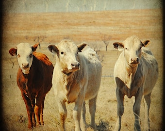 Farmhouse Decor Rustic Wall Art Texas Photography Cow print Baby Calfs Farm Animals