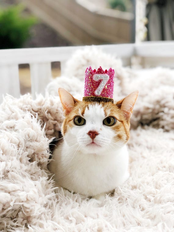 Birthday Crown || Cat Hat || Kitty Cat Birthday Crown || Crown || Animal Party || Pet Birthday Party Outfit || Cat Costume || Cat Toys