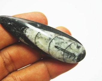 79 carat Fossil Orthoceras cabochon