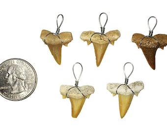 5 Wire Wrapped Fossilized Shark Teeth Pendants - Shark Tooth Fossil