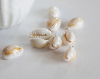 Lot de 10 coquillages cauris percés naturels