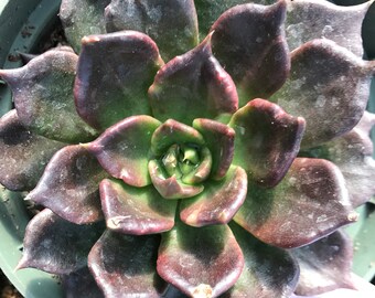 Prince of the Night Echeveria Succulent