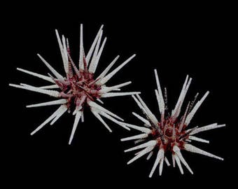Zebra Urchin with Spines (EA)