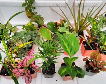 Terrarium & Fairy Garden Plants - 8 Plants in 2.5 (Approximately 4 to 6 Inches Height of the Plant) (FREE SHIPPING)