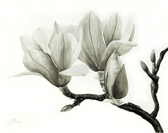 Magnoia blossoms, Monochrome aquarelle painting, fine art print