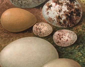 Antique Original Print 1901 British Birds Eggs