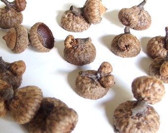 50 Unfinished Fancy Oak Acorn Caps Oak V14