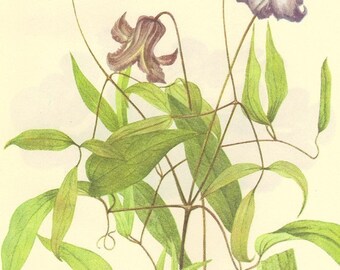 Wildflower Book Botanical Print Vintage 1968 Color Print Wild Flowers of America Frameable Book PLATE 127 128 Blue Jasmine and Hepatica