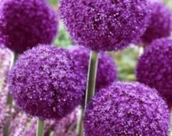 Allium Gigantic