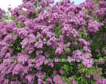 1 Purple Old Fashion Lilac Bush - Potted Plant - The Most Fragrant Lilac - 20 - 30" Tall