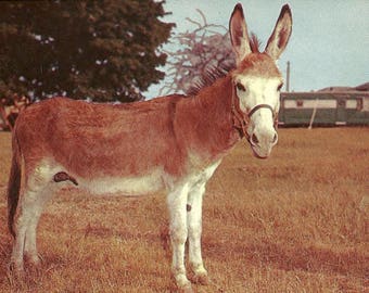 Vintage 1960's Donkey Postcard