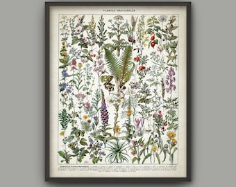 Medicinal Plants Print - Herbalism Plant Decor - Ethnobotany - Healthcare - Herb Remedies - Green Plant Decor - French Book Plate - AB682
