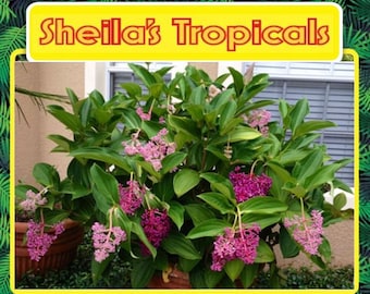 Malaysian Orchid or Malaysian Grapes - Medinilla ‘Myriantha’ >>> Summer Sale Pricing <<<