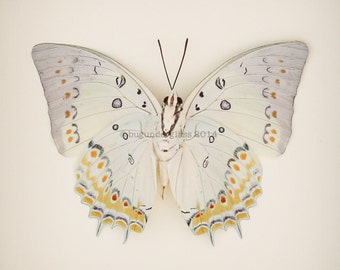 Framed Butterfly Jewelled Nawab Insect Taxidermy Display