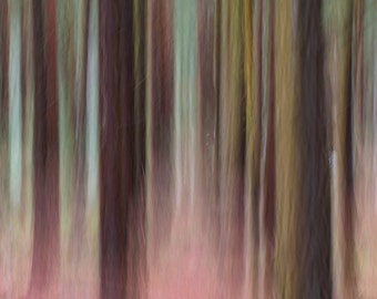 Colour impression photograph of woodland.