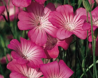 Rose Queen Agrostemma Flower Seeds / Self-Seeding Annual 50+