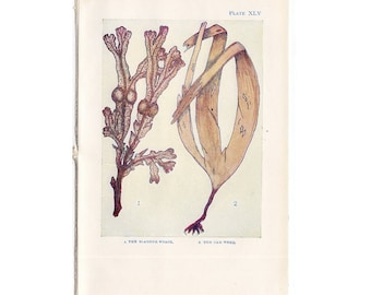 C. 1907 ANTIQUE SEAWEED LITHOGRAPH - original antique print - sea life marine beach ocean - sea grass & seaweed