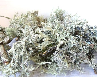 Lichen sticks,Lichen branches,moss sticks,moss branches,forest craft,twigs with lichen,Twigs with moss,twigs for craft,forest DIY,moss twigs