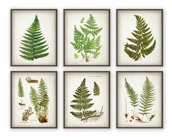 Fern Antique Botanical Print Set of 6 - Vintage Botanical Home Decor Antique Book Plate Illustration Giclee Picture Set of 6 (AB70)
