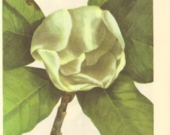 Vintage 1968 Color Print Wild Flowers of America Frameable Book PLATE 133 134 America Southern Magnolia and Southern Magnolia