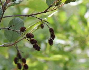 Cônes d’aulne naturel branches (en poids) / mini pommes de pin / petites pommes de pin