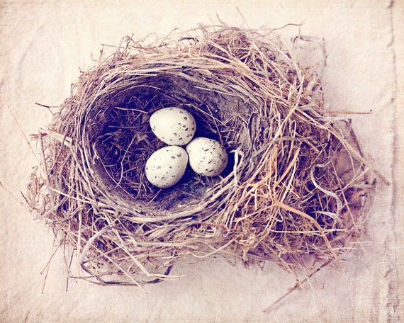 javascript destructuring nested object and array... Nature Photography Whimsical Photography Nest Photograph
