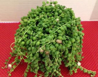 Mature Succulent Plant -String of Pearls. Perfect for a hanging basket