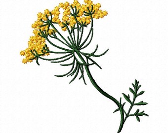 queen anne's lace