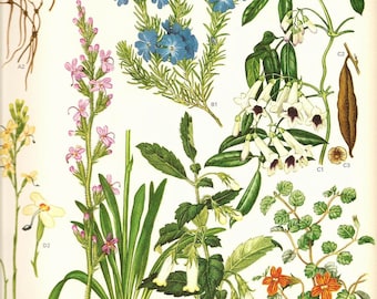 Vintage 1970 Color Art Print Wild Flowers Original Book PLATE 140 Pink Blue White Orange and Yellow Flowers wiht Seeds Roots Plants