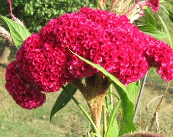 100 Giant Cockscombs Flower Seeds-1024