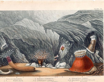 1860 Antique Sea Life Print Sea Anemones Marine Life Ocean Lithograph
