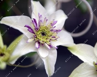 1 Bulbs Clematis Bulbs Chinese Lianas (Not Seeds) -Variety 8