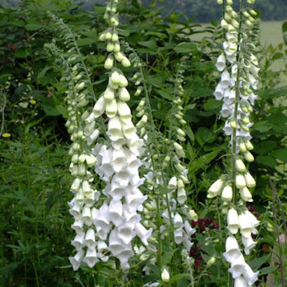 50 FOXGLOVE SNOW THIMBLE Digitalis Pupurea / Rare Pure