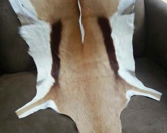Impresionante piel de pieles de piel de medio grande springbok alfombra tiro