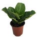 Hirt's Fiddleleaf Fig Tree - Ficus - Great Indoor Tree - Easy - 4" Pot