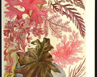 Beach House Wall Art Seaweed Print Sea Wall Art Ocean Plant