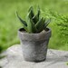 Miniature Succulent
