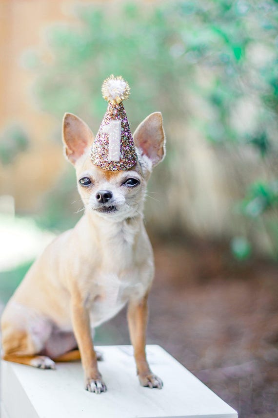 Dog Birthday || Cat Hat || Animal Hat Dog Crown || Busters Party Shop || Birthday Crown || Party Supplies