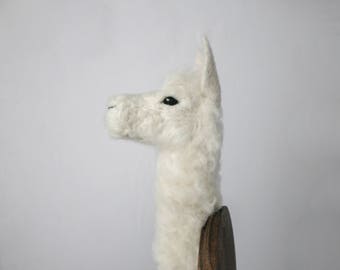 Felted Alpaca (Vicugna pacos)