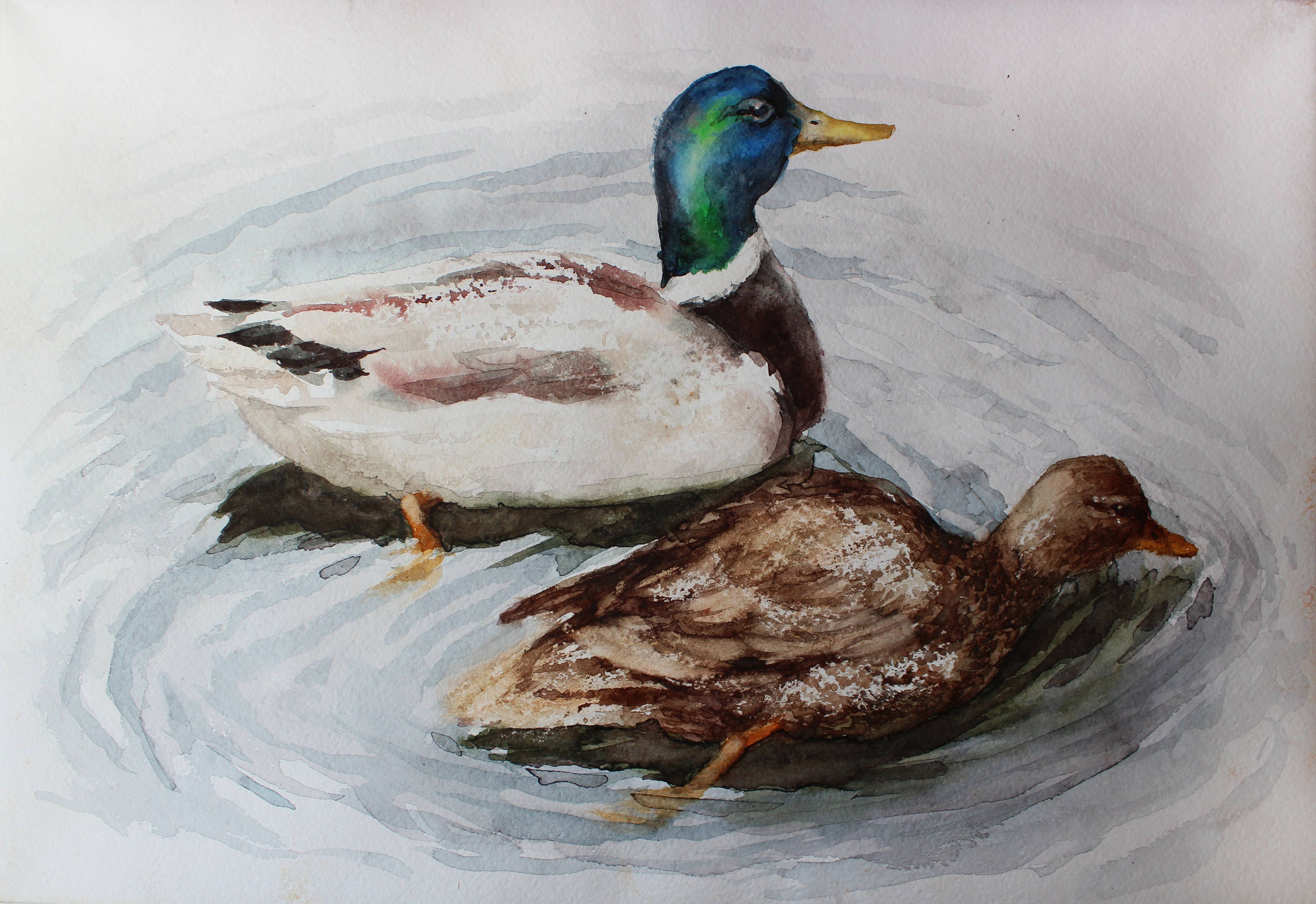 Original Watercolor Painting Mallard Duck Pair Original   Il Fullxfull.1195830810 Bb1n 