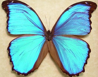Wedding Gift - Something Blue Real Framed Blue Morpho Menelaus Alexandrovna Butterfly 8110
