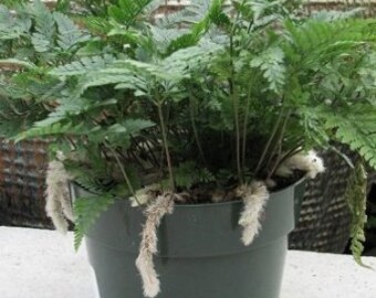 White Rabbit's Foot Fern 4" pot - Humata tyermanii (FREE SHIPPING)