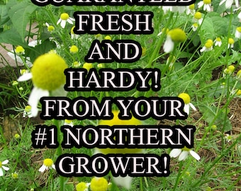 Chamomile German Seed-Organic Heirloom Herb Seed