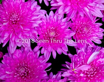 Pink Chrysanthemums - Photographic Print