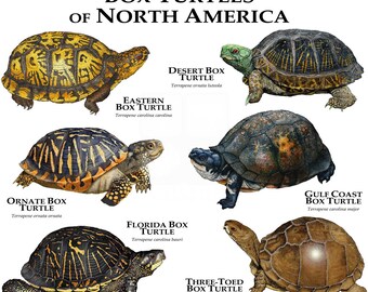 Box Turtles of North America